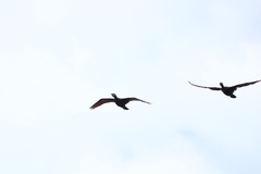 Nannopterum brasilianum