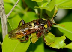 Cimbex quadrimaculatus