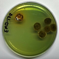 Penicillium albocoremium