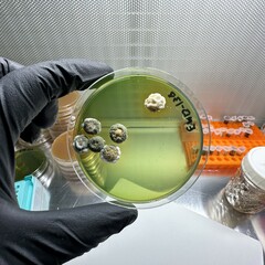 Penicillium albocoremium