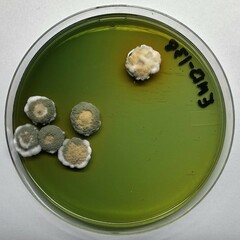 Penicillium albocoremium