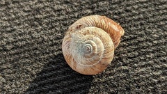 Xeroplexa intersecta