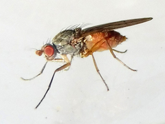 Heteromyzinae