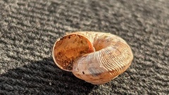 Xeroplexa intersecta