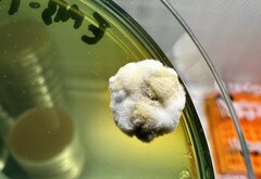 Penicillium albocoremium