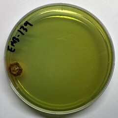 Penicillium albocoremium