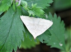 Zanclognatha pedipilalis