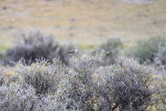 Upucerthia dumetaria