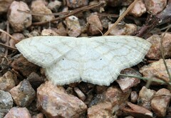 Scopula limboundata