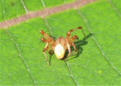 Araneus trifolium