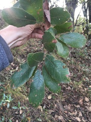 Quercus rugosa