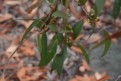 Eucalyptus umbra