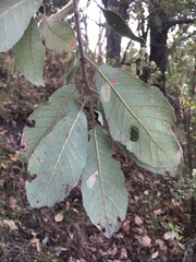 Quercus rugosa
