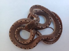 Leptodeira ashmeadii