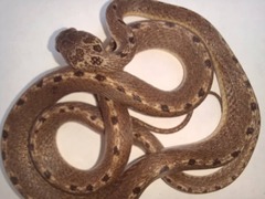 Leptodeira ashmeadii