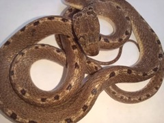 Leptodeira ashmeadii