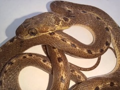 Leptodeira ashmeadii