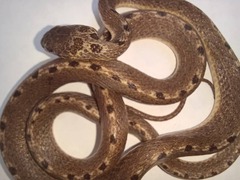 Leptodeira ashmeadii