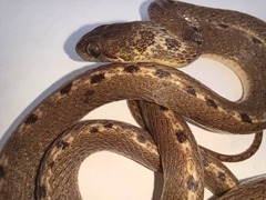 Leptodeira ashmeadii