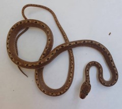 Leptodeira ashmeadii