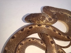 Leptodeira ashmeadii