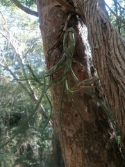 Tillandsia caput-medusae