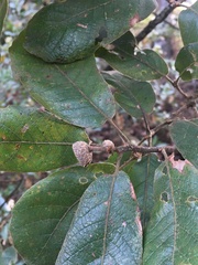 Quercus rugosa