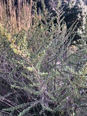 Baccharis pteronioides