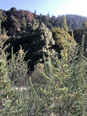 Baccharis pteronioides