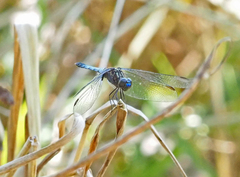 Erythrodiplax avittata