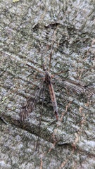 Tipula scripta