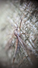 Tipula scripta