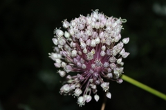 Allium porrum