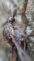 Tipula scripta