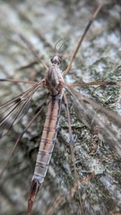Tipula scripta