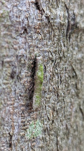 Large Birch-Bright, Noordwijk, Zuid-Holland, Netherlands, photo 6 of 10