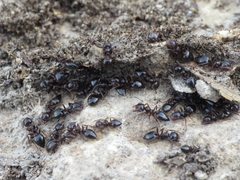 Crematogaster auberti