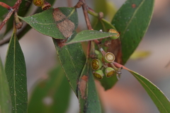 Eucalyptus umbra