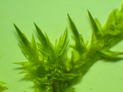 Calliergonella cuspidata