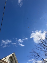 Buteo jamaicensis