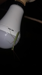 Miomantis caffra