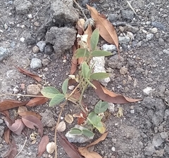 Macroptilium gibbosifolium