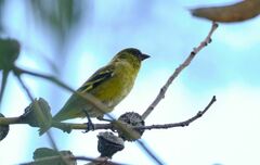 Spinus magellanicus
