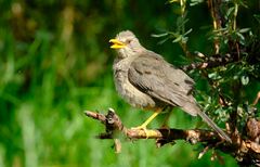 Turdus chiguanco