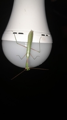 Miomantis caffra