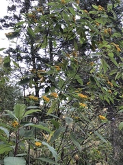 Verbesina oncophora