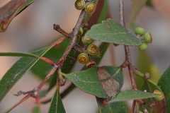 Eucalyptus umbra
