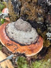 Fomitopsis mounceae