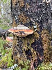 Fomitopsis mounceae