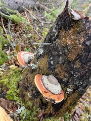 Fomitopsis mounceae